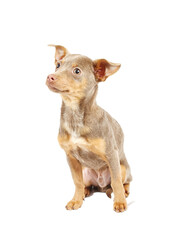 Chihuahua puppy in studio