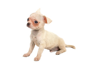 Chihuahua puppy in studio