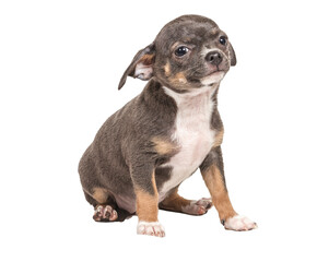 Chihuahua puppy on white background