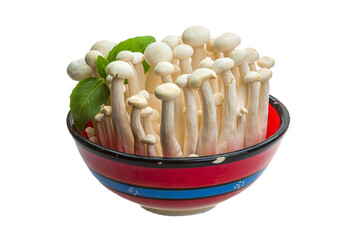 Japan mushroom Shimeji