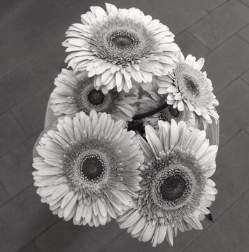 vista monocromatica di un mazzo di bellissime gerbere