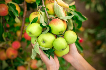 Red juicy apples on a green tree on hands