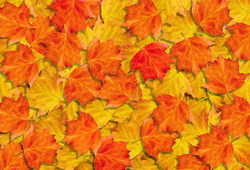 Naklejka na ściany i meble colorful autumn background. bright fallen maple leaves texture background. top view
