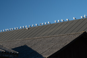 Seagulls in Rank and File, Denmark - 533201966