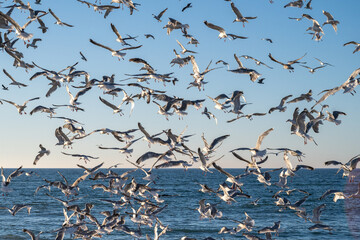Flock of Seagulls, Denmark - 533201999