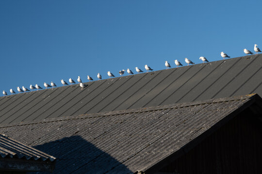 Seagulls in Rank and File, Denmark