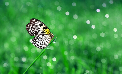 green meadow in dew drops. colorful butterfly on a green blade of grass in dew drops in a meadow. rice paper butterfly. large tree nymph. white nymph butterfly. copy space. - Powered by Adobe