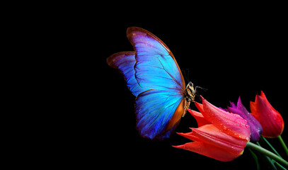 bright blue tropical morpho butterfly on tulip flowers in water drops isolated on black. copy space