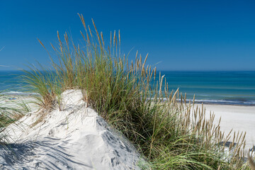 Dunes at Slettestrand Beach, Denmark - 533202187
