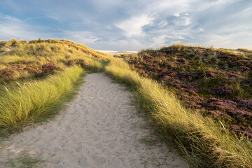 Sandy Path through Heather at Råbjerg Mile, Denmark - 533202361