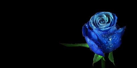 bright blue rose in drops of dew isolated on black. blue rose flower in drops of water. copy space