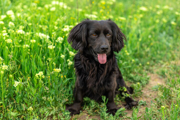 Dog is a black Spaniel, sitting in the green grass with a pink tongue hanging out. Hunting dog. A walk with a dog.