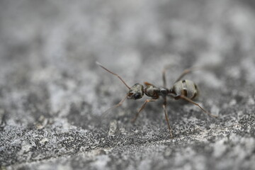 black ant on the ground, macro, insect