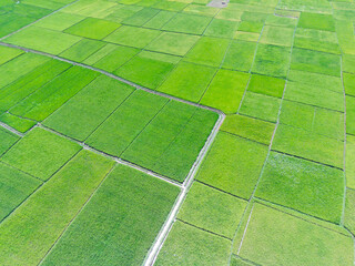 Obraz premium Abstract Defocused Blurred Background aerial rice field, green and cool in Cikancung - Indonesia. Not Focus