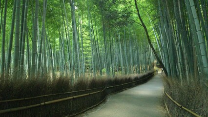 forest in spring

Arashiyama kyoto on Japan