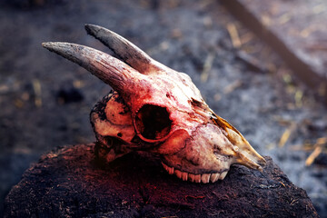 Goat skull in red bloody light on dark background