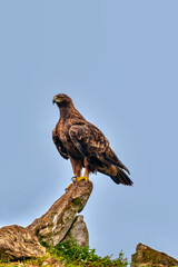A majestic golden eagle in Spain.