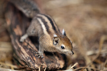 chipmunk