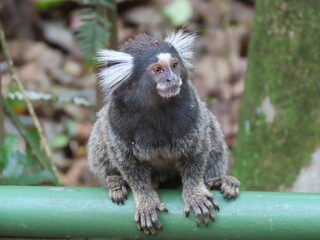 black tailed macaque