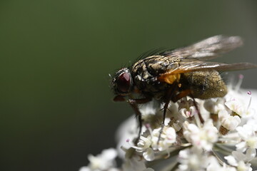  a fly on a flower, macro, insect