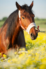  portrait of bay horse in blossom meadow in nice halter. close up. sunny day