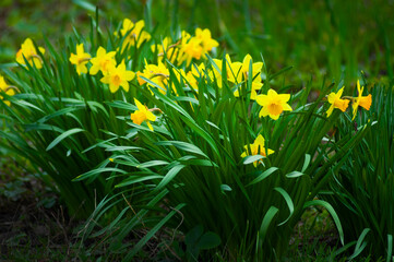 Yellow daffodils in green grass