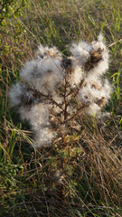 dmuchawce © Bartosz