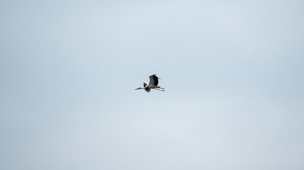 Flying stork high against the blue sky. A stork in flight in the distant perspective.