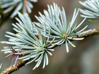 Naklejka na ściany i meble Closeup of the needles on a Blue Atlas cedar tree