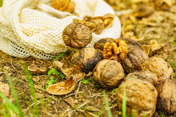 Walnut whole and kernels outdoors on ground.