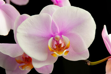 Naklejka na ściany i meble flowers orchids