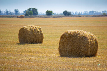 The rolls of straw in the summer