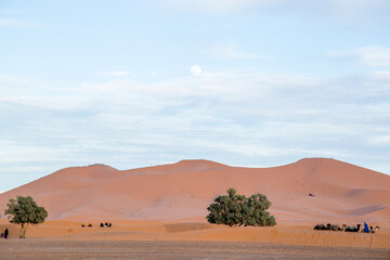 Fototapeta premium landscape in the desert