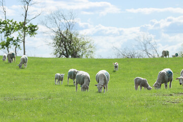 Sheep grazing under blue skies. - obrazy, fototapety, plakaty