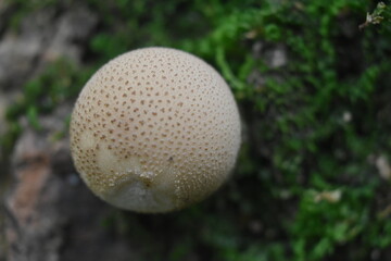 La Plaine 25 Septembre 2022