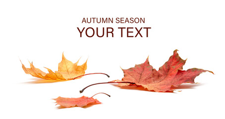 Autumn leaves isolated on white background