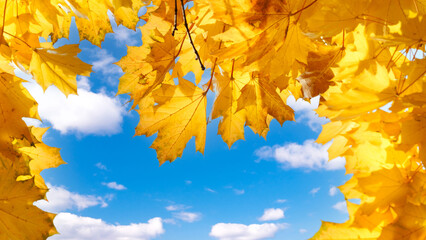 Autumn landscape. Autumn tree leaves sky background.