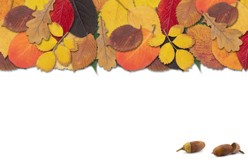Fototapeta na wymiar Multicolored autumn leaves laid out at the top of the image on a white background