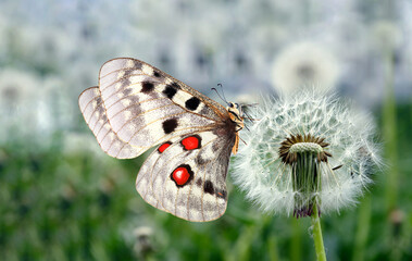 bright colorful butterfly on a white fluffy dandelion in a meadow. colorful apollo butterfly on dandelion.