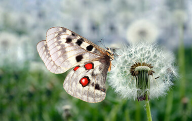 bright colorful butterfly on a white fluffy dandelion in a meadow. colorful apollo butterfly on...