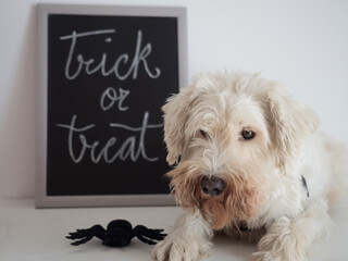 Trick and treat background painted on a blackboard and dog schnauzer