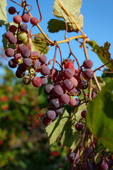 Harvest grapes in autumn. Bunch of ripe grapes on a branch