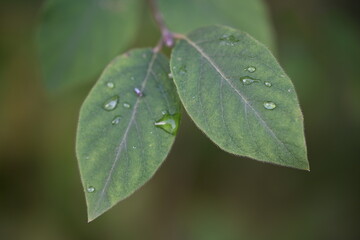 water drops on leaf, nature