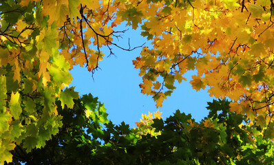 autumn leaves in the sun