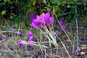 crocuses in the grass