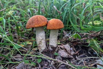 mushrooms in the grass