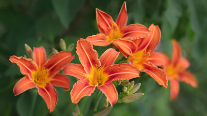 Bouquet of large Lilies. Lilium belonging to the Liliaceae. Blooming orange tender Lily flower. Orange Stargazer Lily flowers background. Closeup of stargazer lilies and green foliage. Summer.