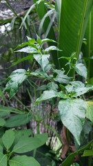 close up of a plant