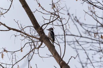 A Downy Woodpecker Working On A Dead Tree