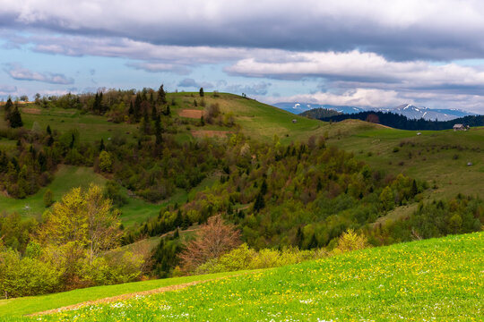 mountainous countryside in spring. beautiful nature scenery with rolling hills, forested slopes and grassy valleys on a sunny morning with clouds on the sky